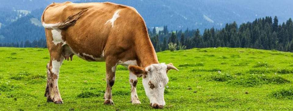 Why you should prioritise grass-fed beef – McKenzie's Meats