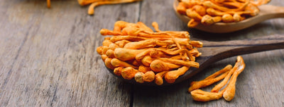 Cordycepin Extract From Cordyceps Mushroom for Immunity